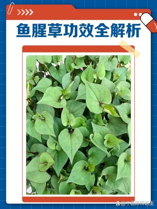 有哪些天然方法可以治療魚鰓蓋潰爛，天然方法治療魚鰓蓋潰爛