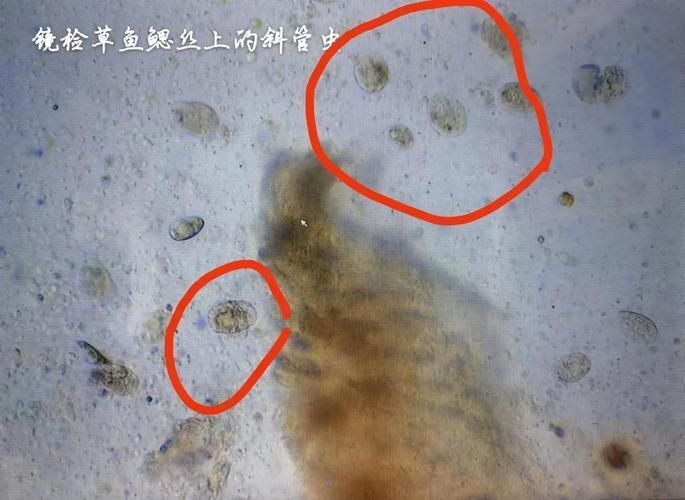 有哪些天然方法可以治療魚鰓蓋潰爛，天然方法治療魚鰓蓋潰爛