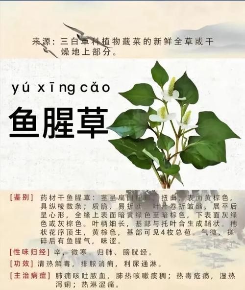 有哪些天然方法可以治療魚鰓蓋潰爛，天然方法治療魚鰓蓋潰爛