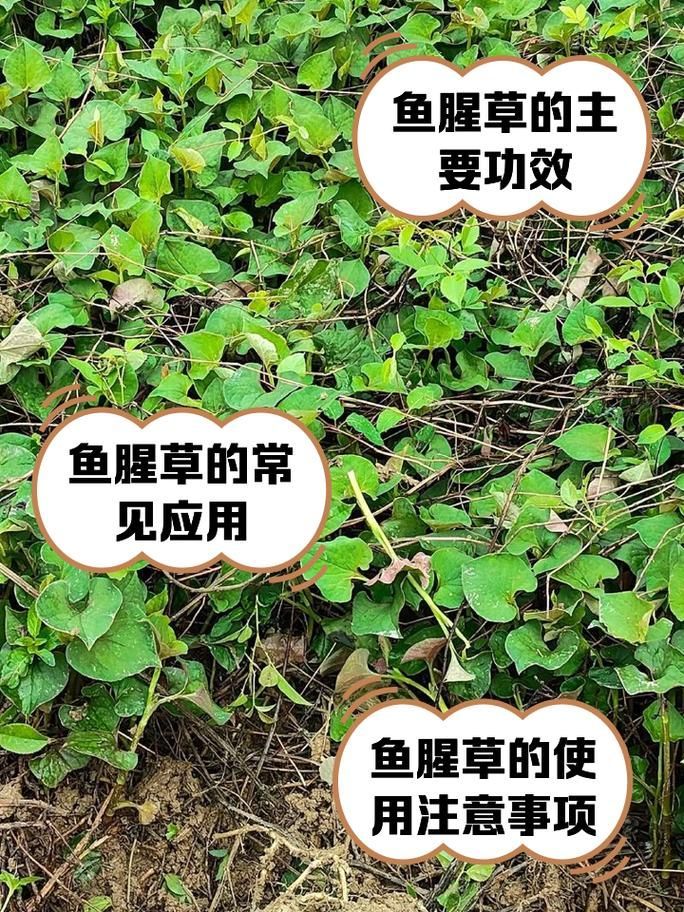 有哪些天然方法可以治療魚鰓蓋潰爛，天然方法治療魚鰓蓋潰爛