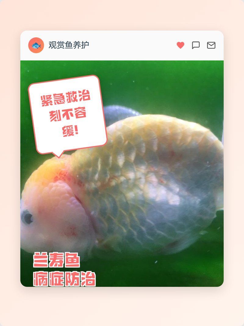 魚鱗變紅滲血后多久能恢復，魚鱗變紅滲血變紅滲血是什么病寵物<strong><mark>大安</mark></strong>子金蟬醫院三甲副主任