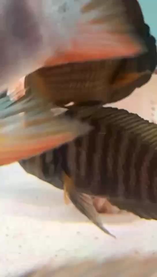 黃金虎苗子，“黃金虎苗子”暗示著一種珍貴或稀有的生物