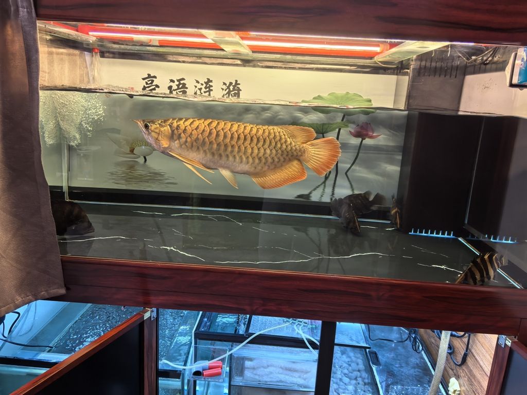 堅持愛好，i00wvbla評論：堅持愛好的重要性