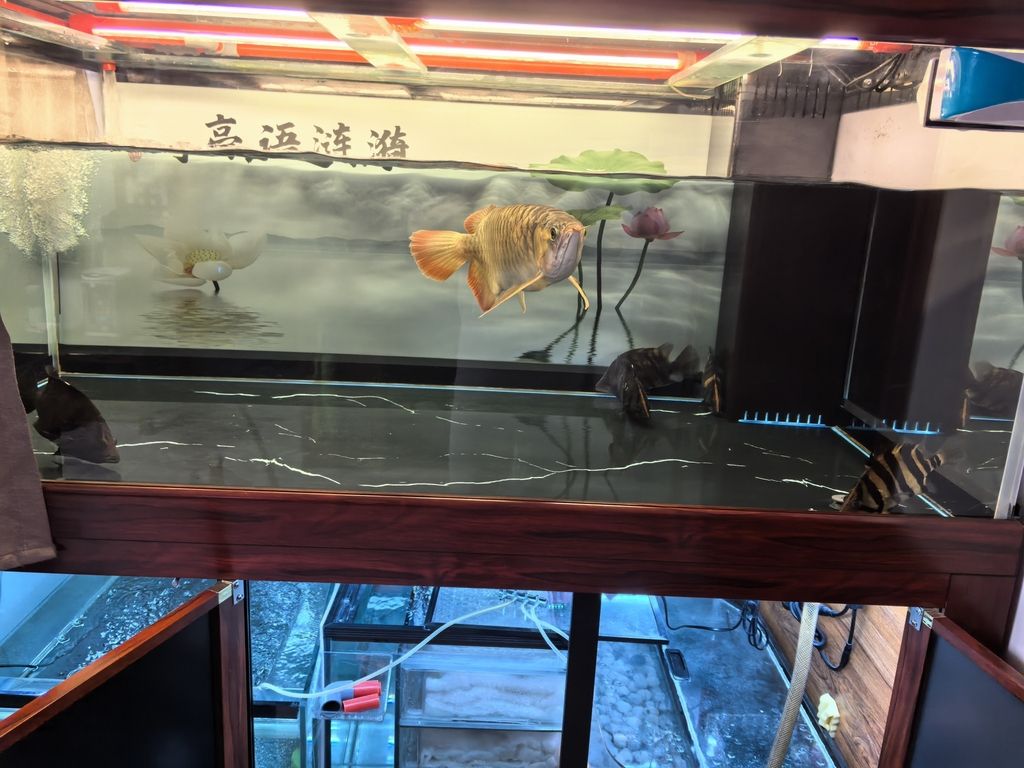 堅持愛好，i00wvbla評論：堅持愛好的重要性