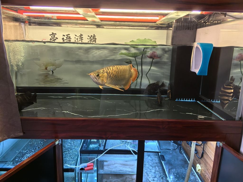 堅持愛好，i00wvbla評論：堅持愛好的重要性