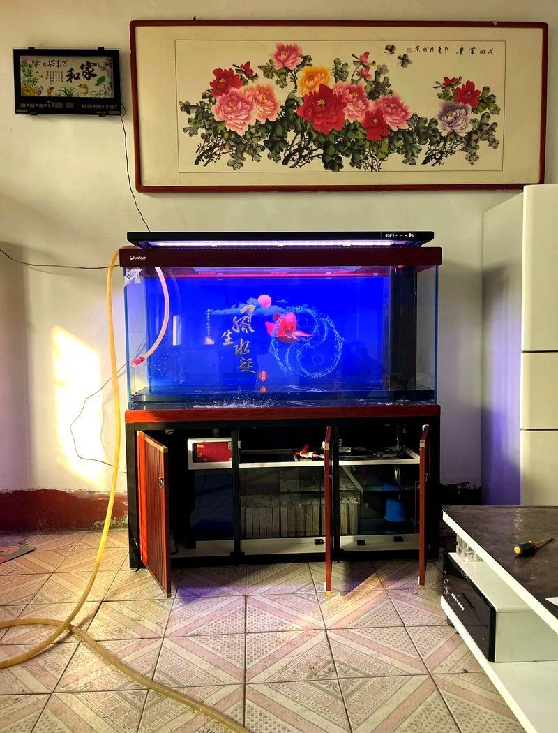 龍魚魚缸的最佳價(jià)格是多少，魚缸選購(gòu)指南:揭秘價(jià)格差異的背后?