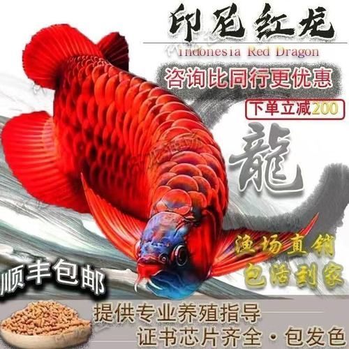 哪里可以買到紅龍魚苗，印尼紅龍魚苗購買紅龍魚苗，印尼紅龍魚苗飼養(yǎng)指南 哪里可以買到紅龍魚苗，印尼紅龍魚苗購買紅龍魚苗，印尼紅龍魚苗飼養(yǎng)指南 龍魚百科 第2張