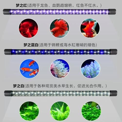 推薦幾款性價比高的龍魚燈日光燈，2026年高性價比龍魚燈日光燈推薦（2026年實測精選）