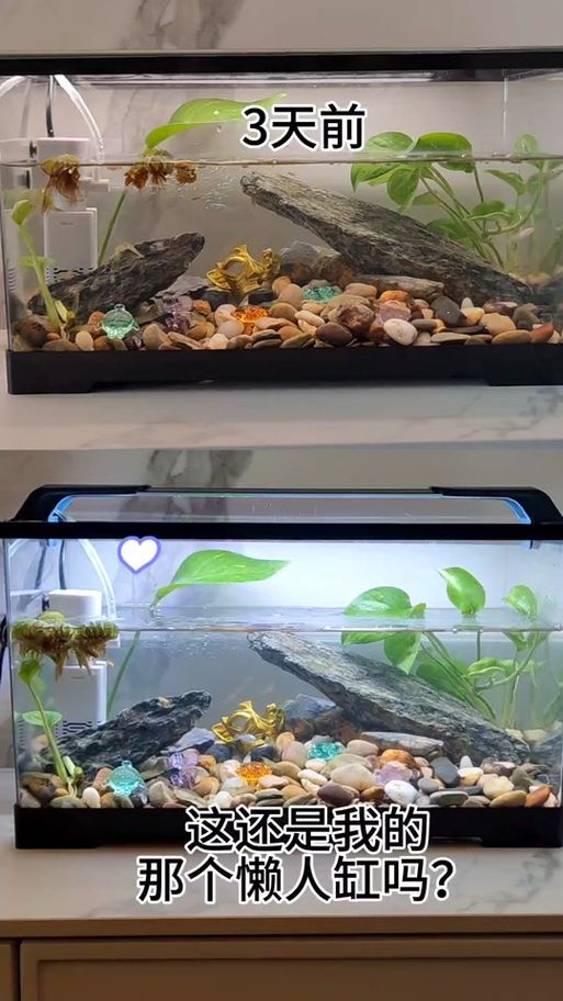 推薦幾款性價比高的龍魚燈日光燈，2026年高性價比龍魚燈日光燈推薦（2026年實測精選）