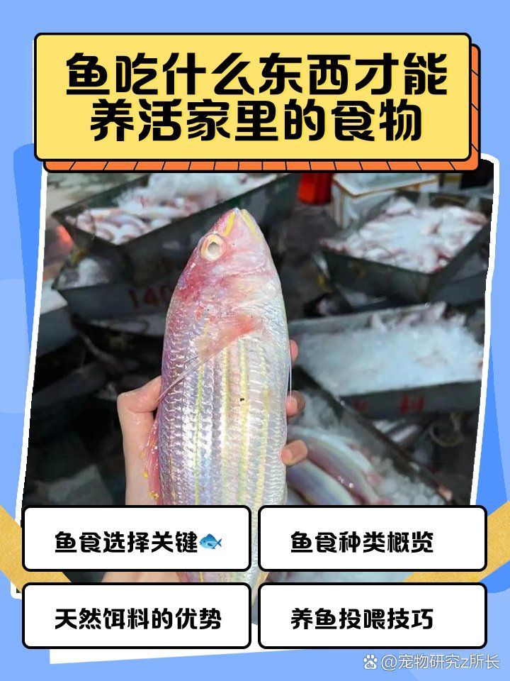 有哪些魚飼料推薦，如何選擇魚飼料