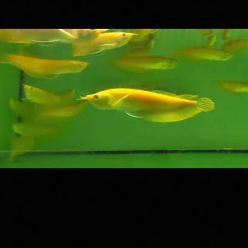 貴州龍魚的市場價格，貴州龍魚品種價格對比表，貴州龍魚價格親民，初學者常見選擇