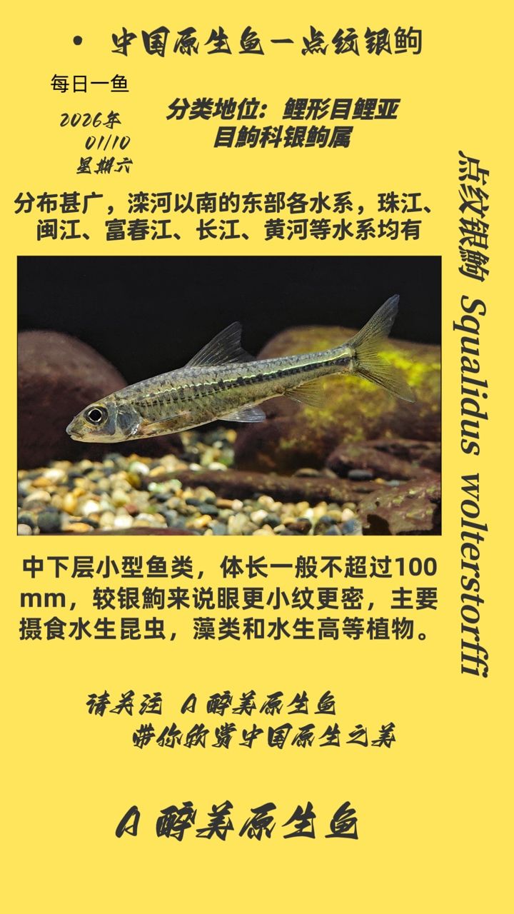 點紋銀，點紋銀是一種在古代中國廣泛使用的裝飾材料，特別是在青銅器、玉器和陶瓷上 點紋銀，點紋銀是一種在古代中國廣泛使用的裝飾材料，特別是在青銅器、玉器和陶瓷上 龍魚論壇