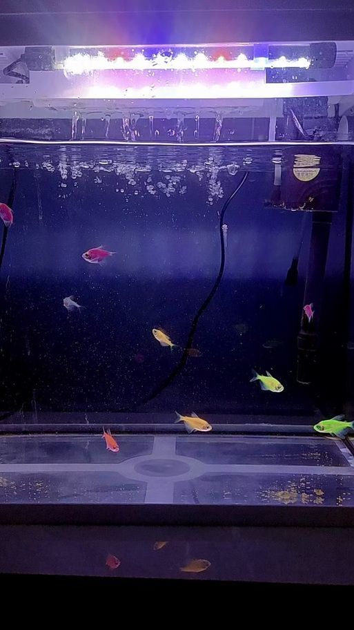 龍魚(yú)浮頭下鹽最簡(jiǎn)單三個(gè)步驟圖片，龍魚(yú)浮頭如何處理