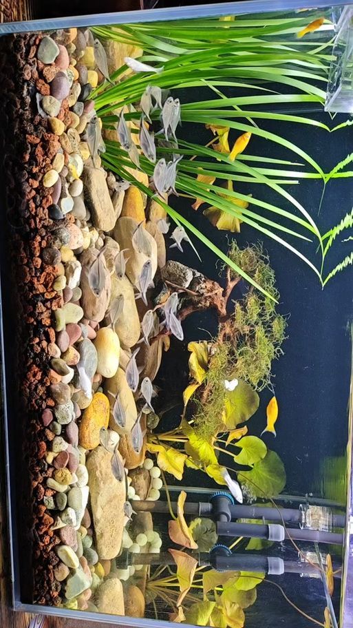 龍魚(yú)浮頭下鹽最簡(jiǎn)單三個(gè)步驟圖片，龍魚(yú)浮頭如何處理