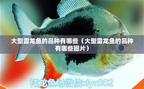 雷龍魚鰭充血最簡單三個過程，雷龍魚鰭充血的三個基本過程