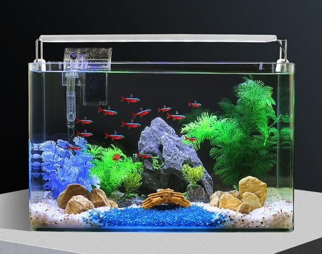 能否提供福龍魚最佳飼養環境的圖片，福龍魚最佳飼養環境