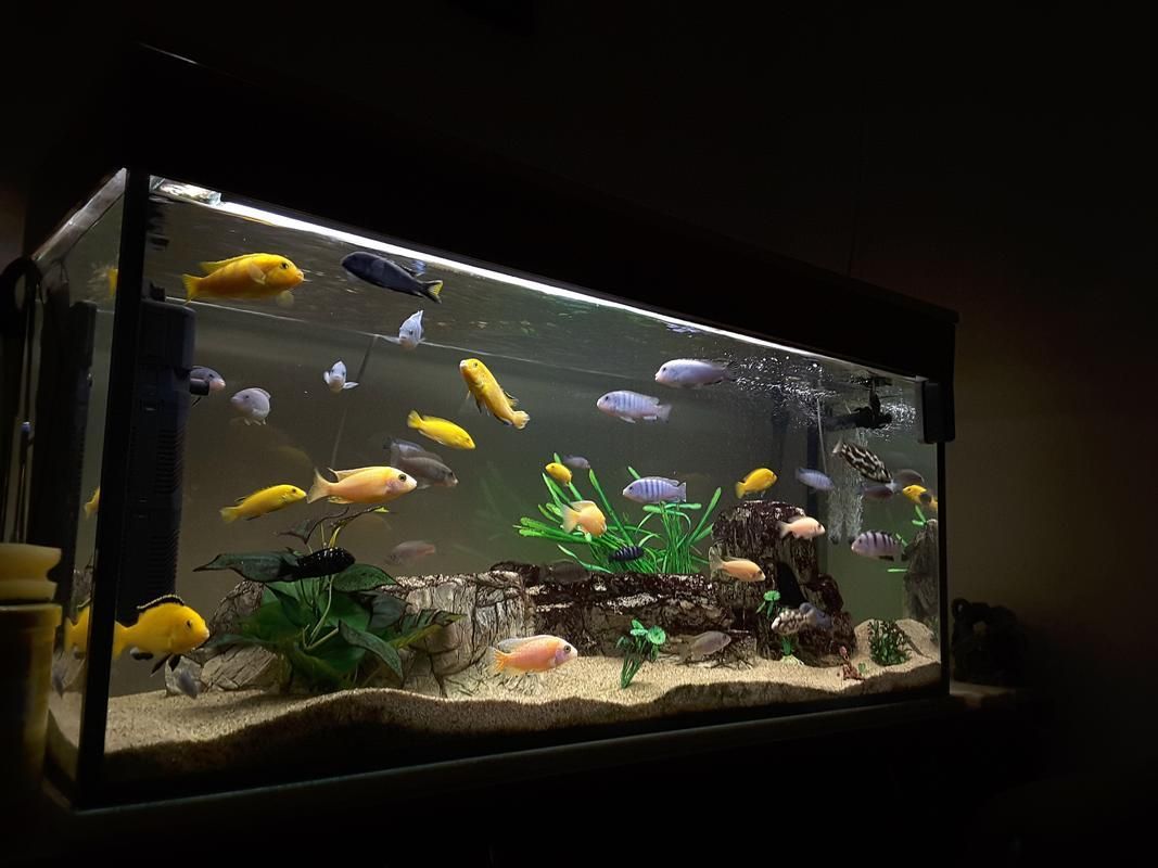 能否提供福龍魚最佳飼養環境的圖片，福龍魚最佳飼養環境