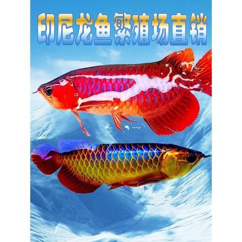 如何鑒別金頭過背紅龍魚的真偽，如何區分金頭過背紅龍魚，有哪些著名的龍魚品系值得關注 如何鑒別金頭過背紅龍魚的真偽，如何區分金頭過背紅龍魚，有哪些著名的龍魚品系值得關注 龍魚百科 第3張