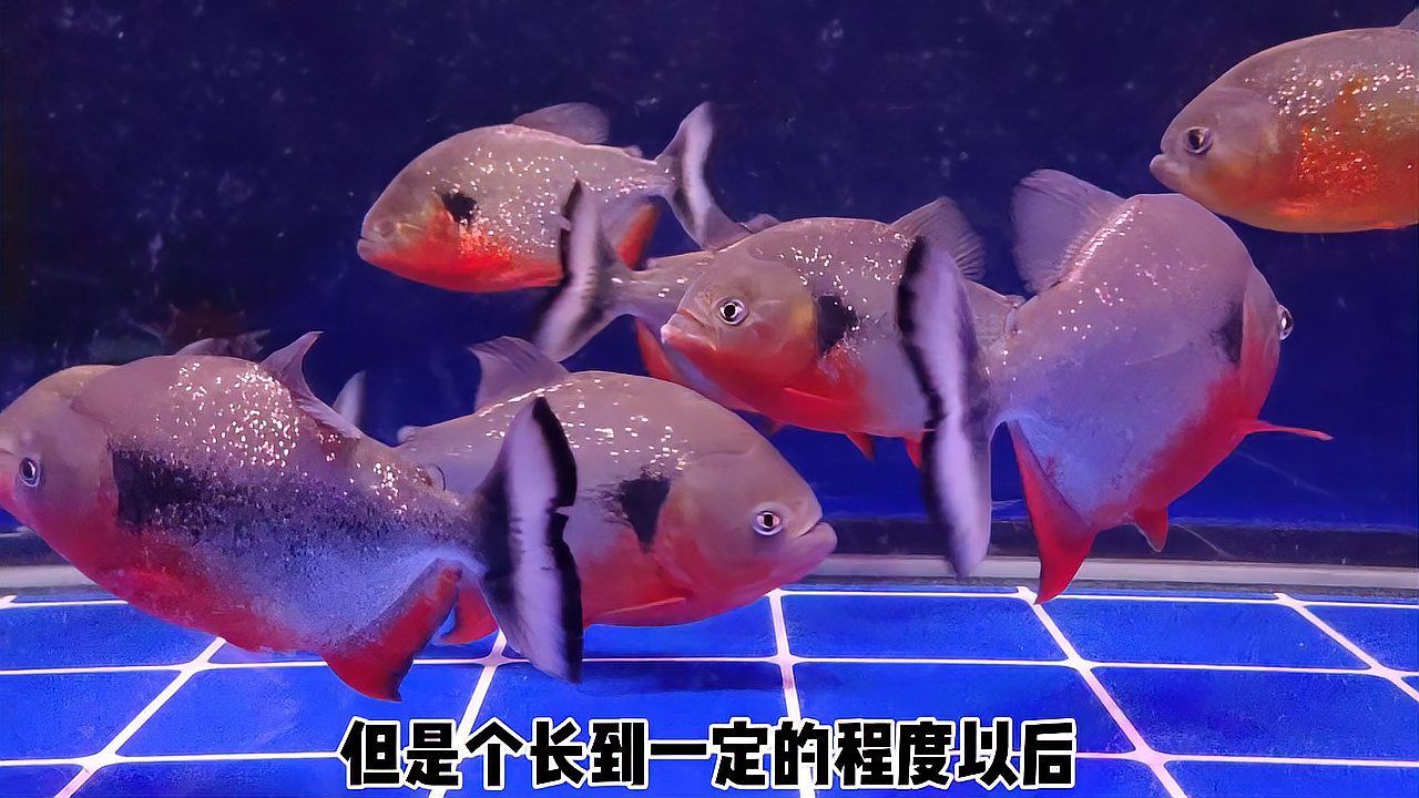 哪些觀賞魚容易咬人，哪些觀賞魚會咬人？