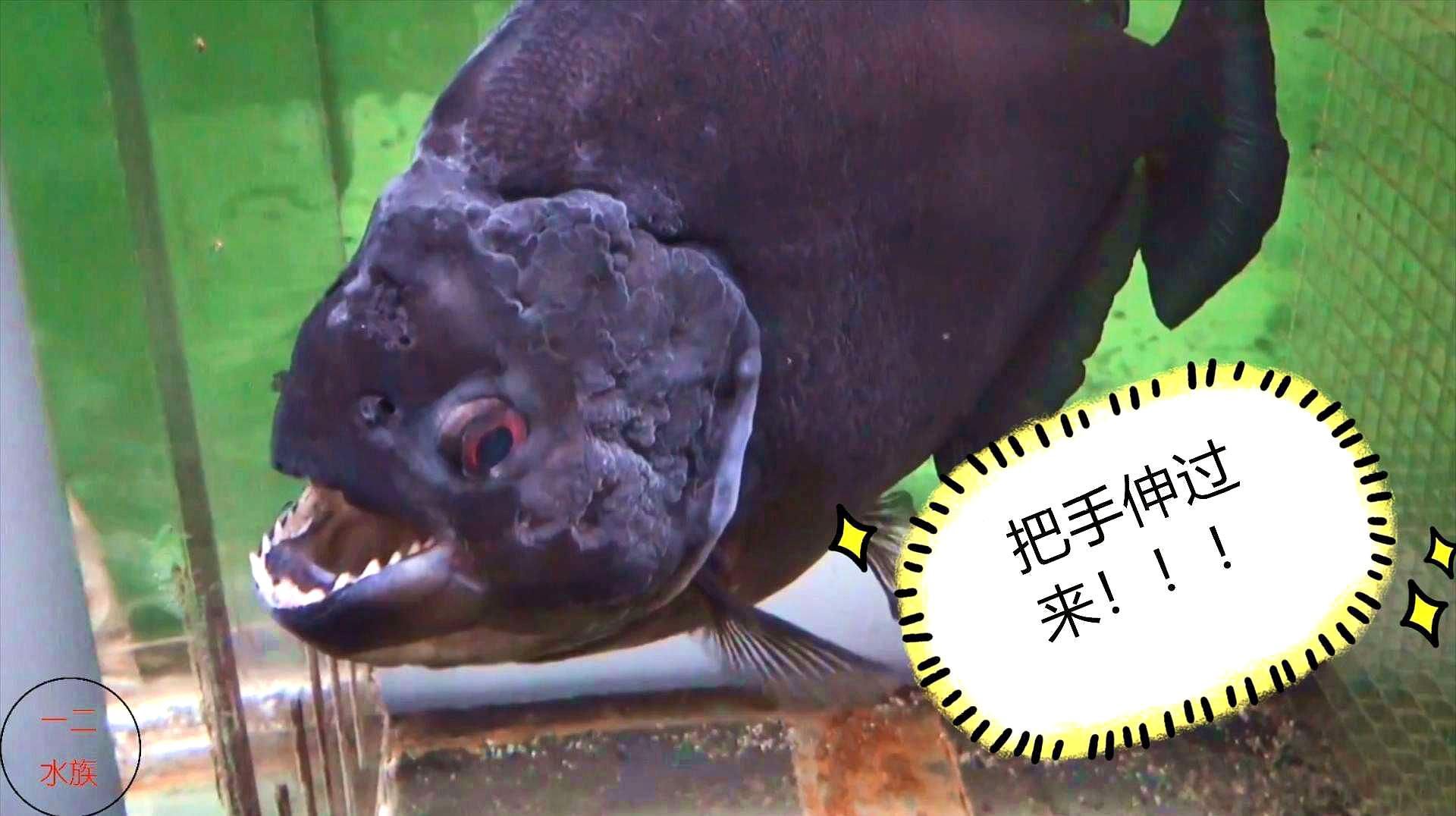哪些觀賞魚容易咬人，哪些觀賞魚會咬人？