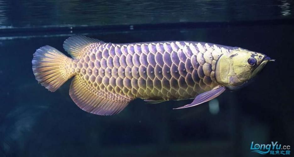 如何判斷紫底金龍魚的品相是否優秀？，如何判斷紫底金龍魚的優秀品相