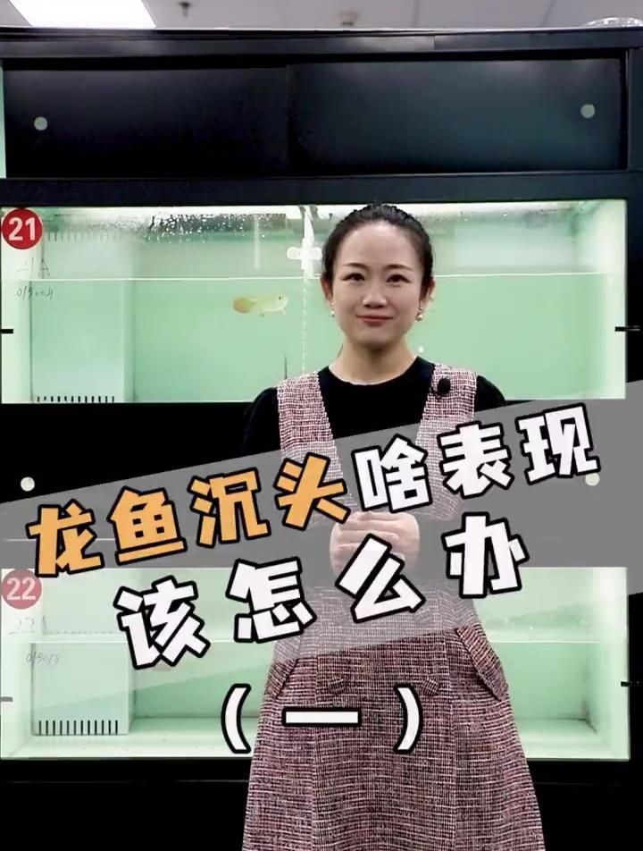 龍魚沉頭多久會恢復，如何判斷龍魚沉頭的原因？