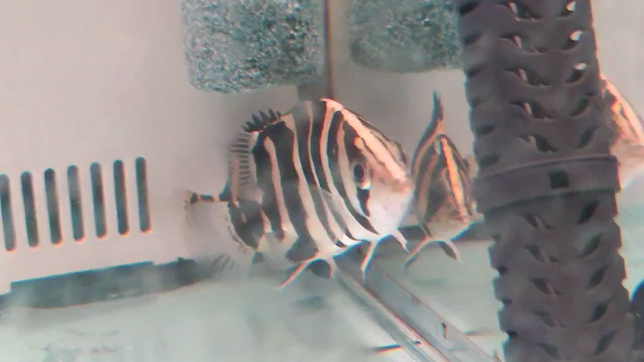 虎魚，動物圖集：虎魚