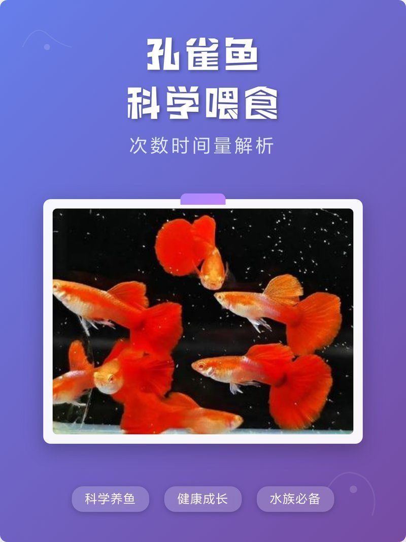 孔雀魚夜間喂食有哪些誤區，孔雀魚夜間喂食對孔雀魚有哪些致命誤區必須避免