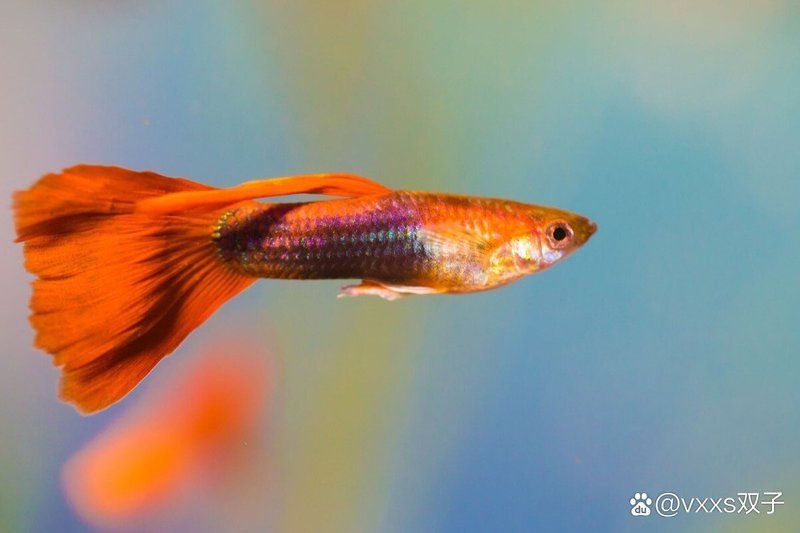 孔雀魚夜間喂食有哪些誤區，孔雀魚夜間喂食對孔雀魚有哪些致命誤區必須避免