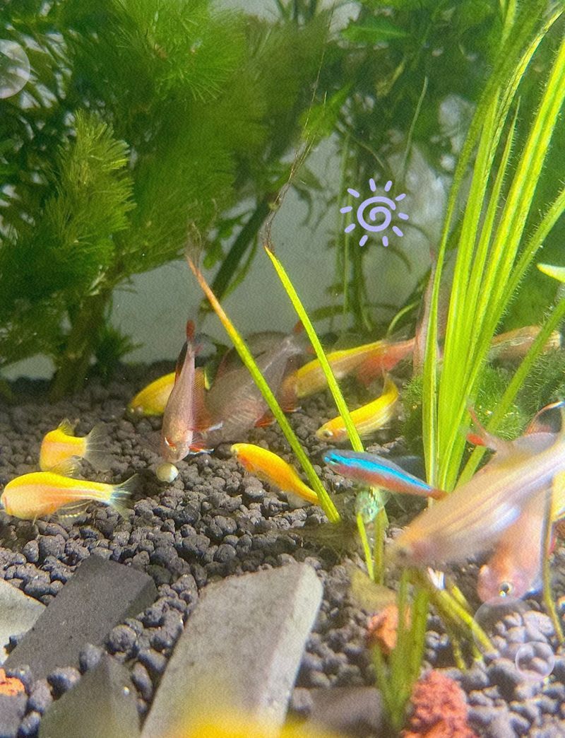 斑馬魚繁殖期如何飼養，斑馬魚繁殖期水質如何保持清潔