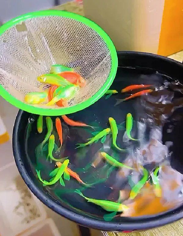 斑馬魚繁殖期如何飼養，斑馬魚繁殖期水質如何保持清潔