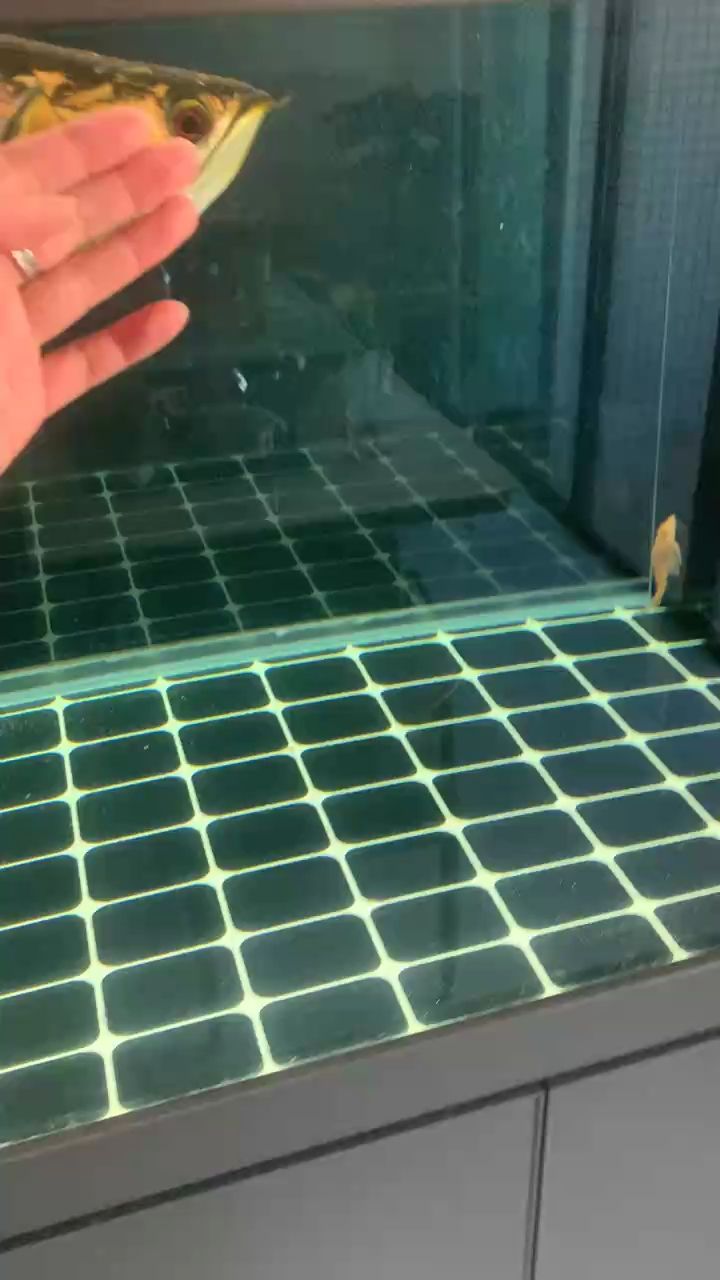 金龍，金龍的象征