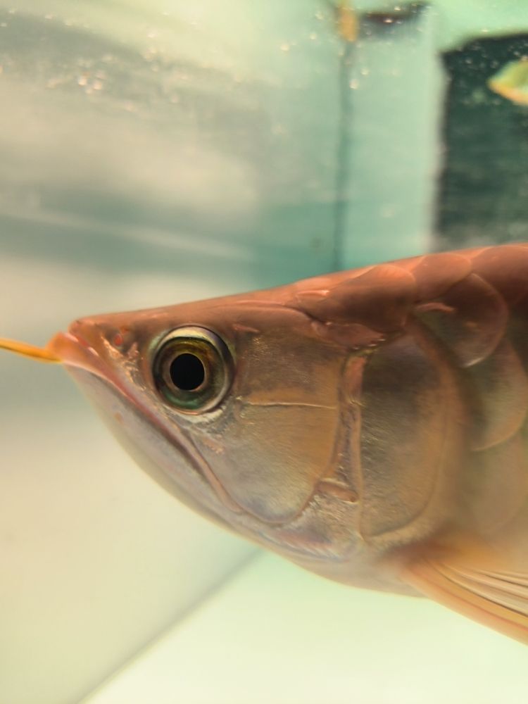 發一下斯巴沃亞成魚的日常，北京老寧評論：巴沃亞成魚的適應性強，能夠在多變的環境中生存 發一下斯巴沃亞成魚的日常，北京老寧評論：巴沃亞成魚的適應性強，能夠在多變的環境中生存 龍魚論壇 第2張