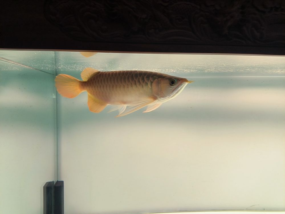 發一下斯巴沃亞成魚的日常，北京老寧評論：巴沃亞成魚的適應性強，能夠在多變的環境中生存 發一下斯巴沃亞成魚的日常，北京老寧評論：巴沃亞成魚的適應性強，能夠在多變的環境中生存 龍魚論壇 第3張