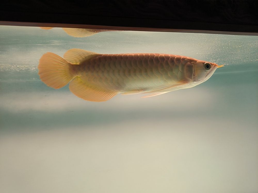 發一下斯巴沃亞成魚的日常，北京老寧評論：巴沃亞成魚的適應性強，能夠在多變的環境中生存 發一下斯巴沃亞成魚的日常，北京老寧評論：巴沃亞成魚的適應性強，能夠在多變的環境中生存 龍魚論壇 第4張