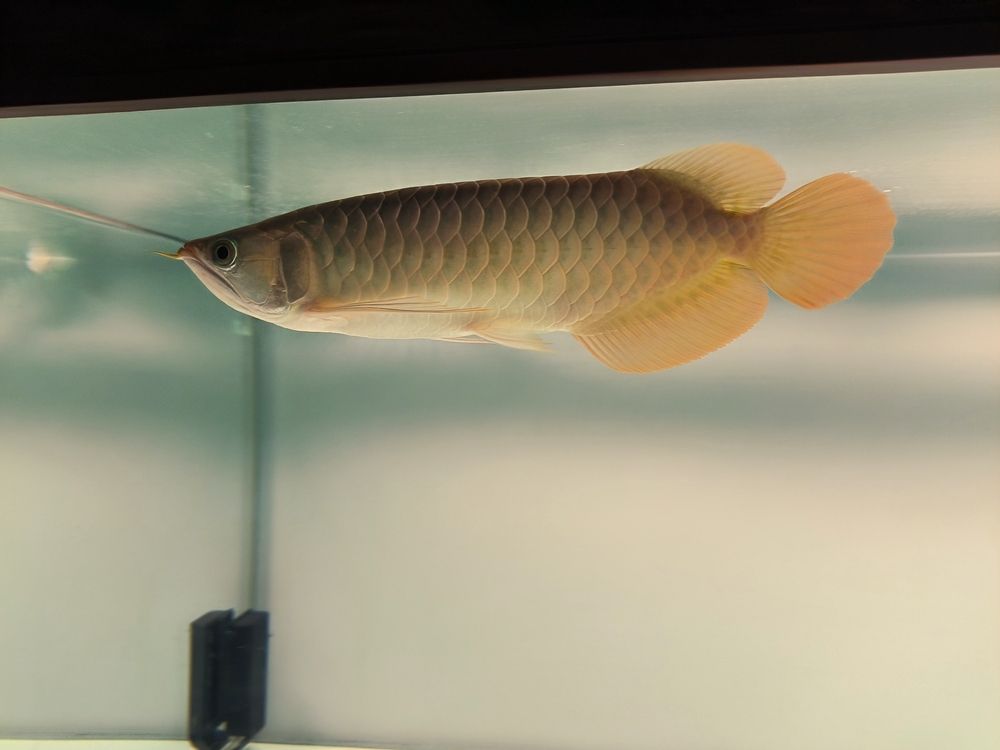 發一下斯巴沃亞成魚的日常，北京老寧評論：巴沃亞成魚的適應性強，能夠在多變的環境中生存 發一下斯巴沃亞成魚的日常，北京老寧評論：巴沃亞成魚的適應性強，能夠在多變的環境中生存 龍魚論壇 第5張