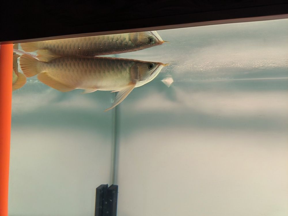 發一下斯巴沃亞成魚的日常，北京老寧評論：巴沃亞成魚的適應性強，能夠在多變的環境中生存 發一下斯巴沃亞成魚的日常，北京老寧評論：巴沃亞成魚的適應性強，能夠在多變的環境中生存 龍魚論壇 第6張