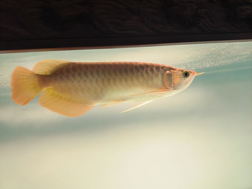 發一下斯巴沃亞成魚的日常，北京老寧評論：巴沃亞成魚的適應性強，能夠在多變的環境中生存 發一下斯巴沃亞成魚的日常，北京老寧評論：巴沃亞成魚的適應性強，能夠在多變的環境中生存 龍魚論壇 第7張