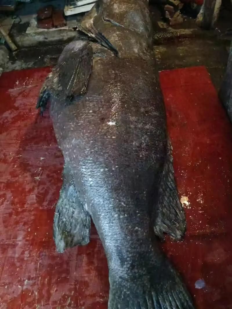龍躉魚的價格是多少，龍躉魚價格波動較大，價格波動較大，每公斤幾千元