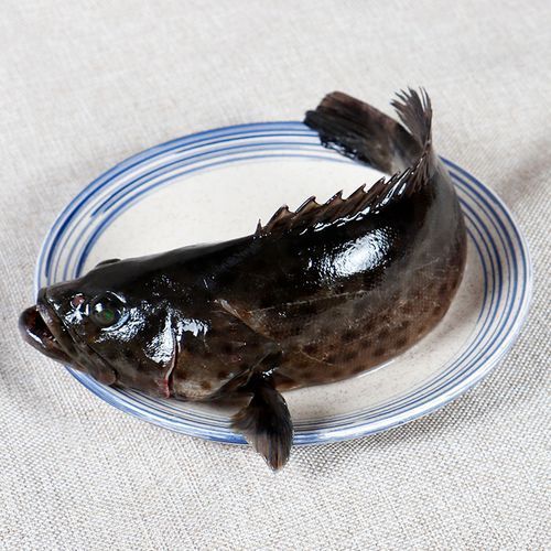 龍躉魚的價格是多少，龍躉魚價格波動較大，價格波動較大，每公斤幾千元