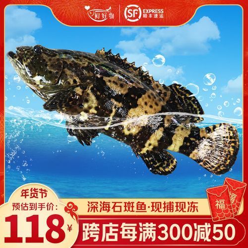龍躉魚的價格是多少，龍躉魚價格波動較大，價格波動較大，每公斤幾千元