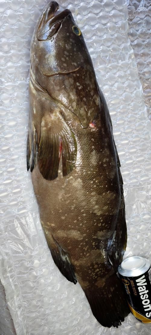 龍躉魚的價格是多少，龍躉魚價格波動較大，價格波動較大，每公斤幾千元