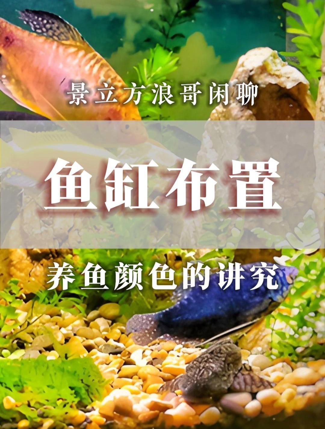 如何根據五行選擇風水魚，風水魚擺放有哪些禁忌 如何根據五行選擇風水魚，風水魚擺放有哪些禁忌 龍魚百科