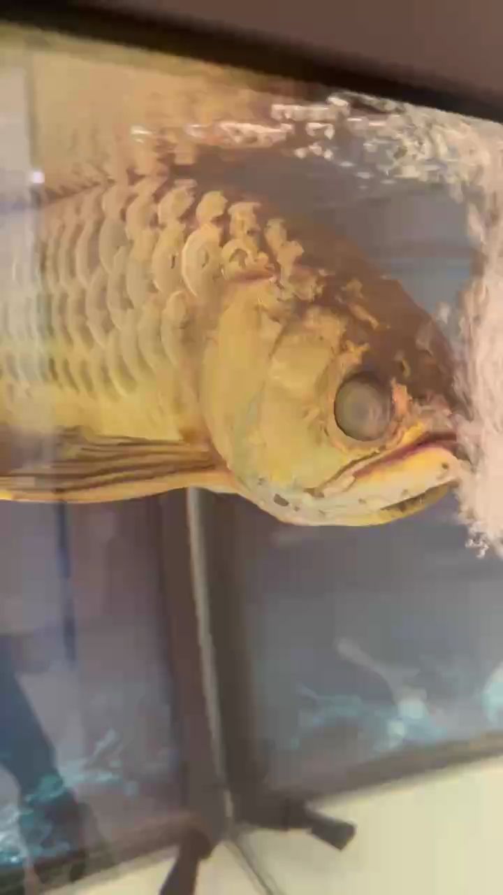 請教一下。金龍蒙眼后這種情況是怎么回事？，愛魚玩水族_養魚咨詢：金龍眼睛被遮擋或隱藏起來