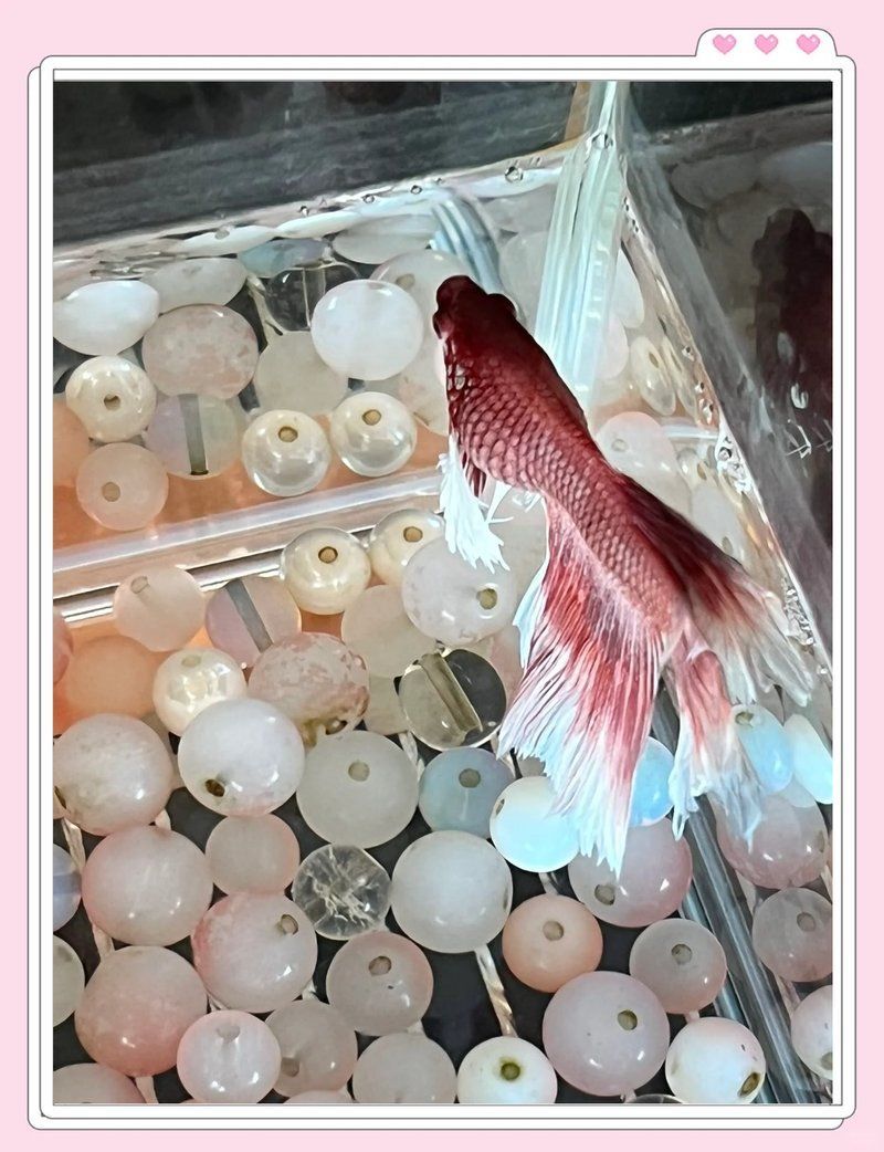 如何預防和治療魚的腹水病，腹水病預防與治療