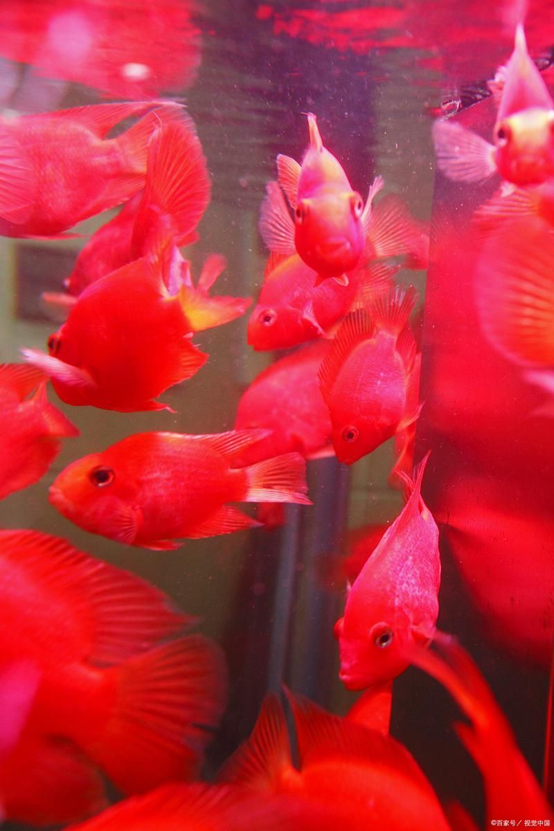 紅色的魚有哪幾種圖片，紅色觀賞魚的飼養(yǎng)指南，幫你快速上手養(yǎng)出一缸紅紅火火的魚景