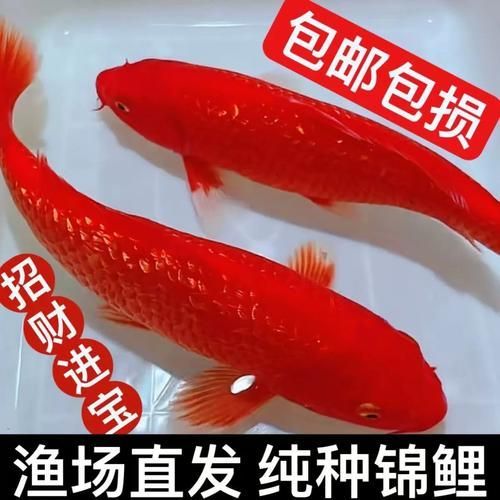 紅色的魚有哪幾種圖片，紅色觀賞魚的飼養(yǎng)指南，幫你快速上手養(yǎng)出一缸紅紅火火的魚景