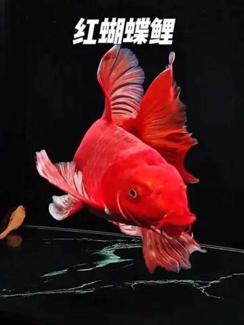 紅色的魚有哪幾種圖片，紅色觀賞魚的飼養(yǎng)指南，幫你快速上手養(yǎng)出一缸紅紅火火的魚景
