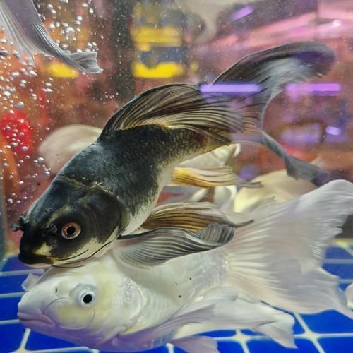 七里河花鳥魚蟲市場有賣龍魚嗎？，七里河花鳥魚蟲市場有賣龍魚嗎七里河花鳥魚蟲市場有賣龍魚嗎
