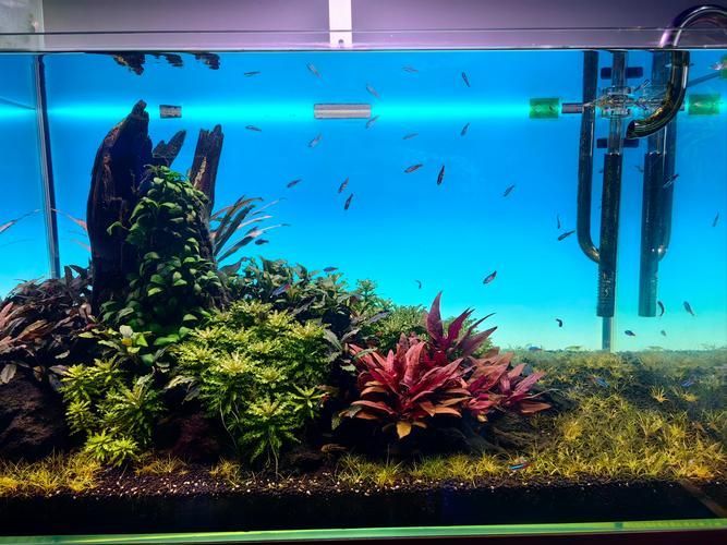七里河花鳥魚蟲市場有賣龍魚嗎？，七里河花鳥魚蟲市場有賣龍魚嗎七里河花鳥魚蟲市場有賣龍魚嗎